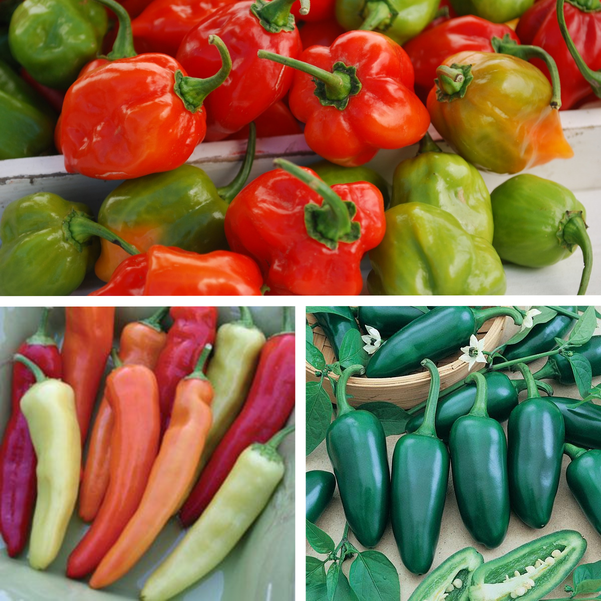 Peppers Holy Hanalanie