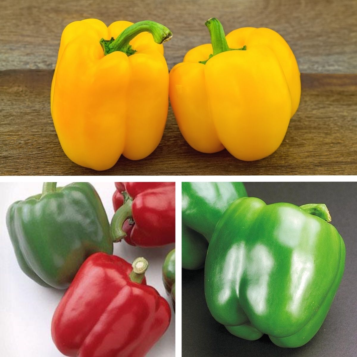 Peppers Stop Light Peppers