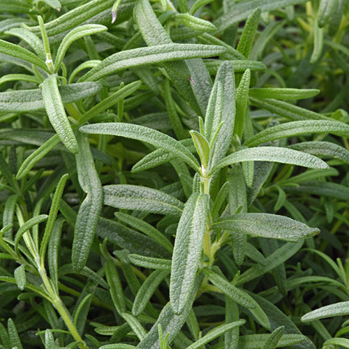 Rosemary