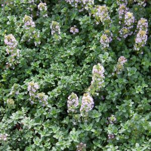 Thyme Lemon