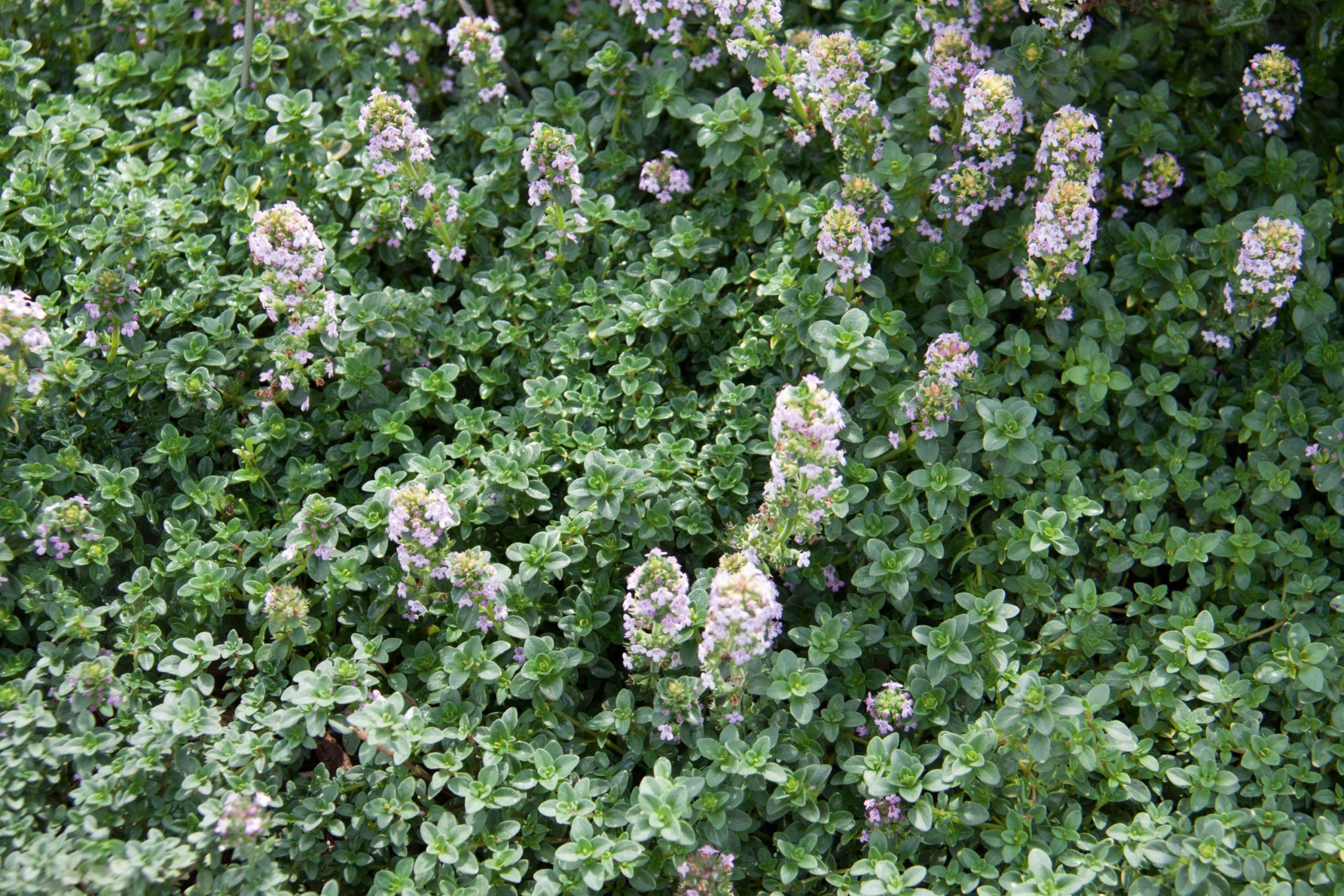 Thyme Lemon