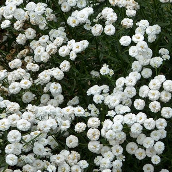 Achillea Peter Cottontail