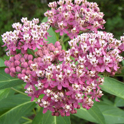 Asclepias Soulmate