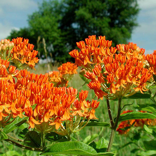 Asclepias Tuberosa