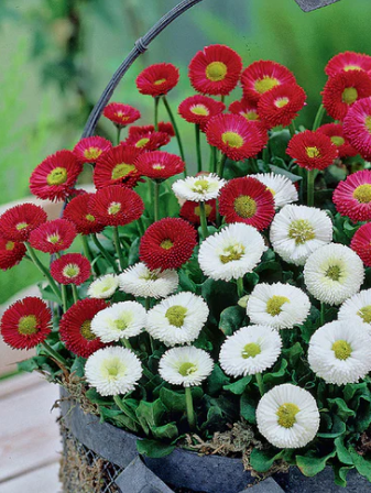 Bellis Perennis