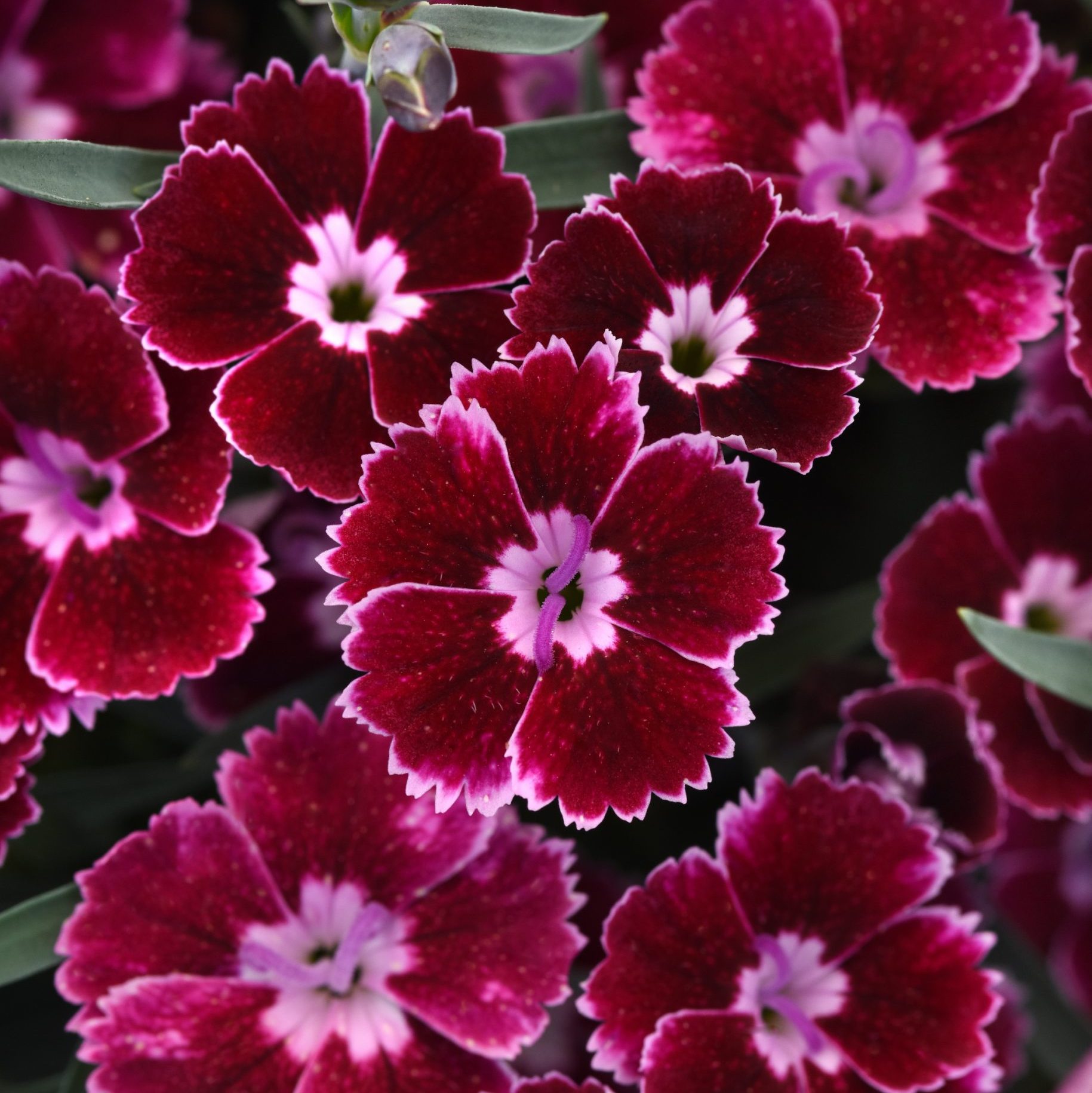 Dianthus Everlast Ruby Edge