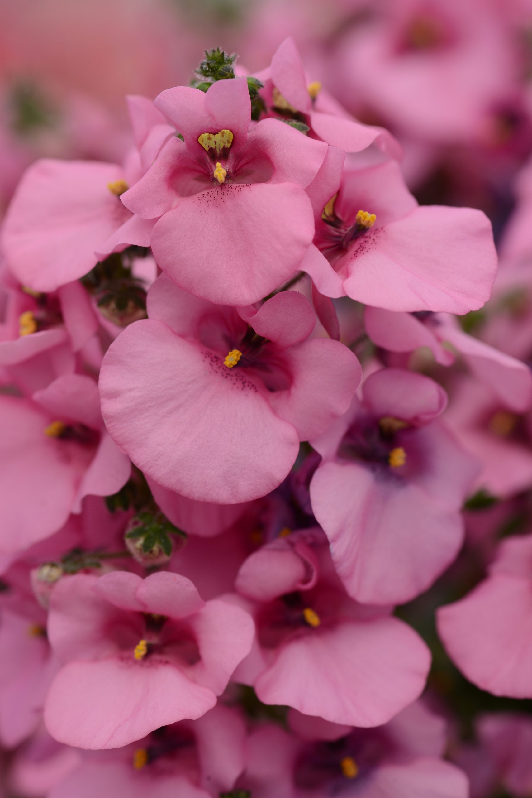 Diascia Juliet Pink