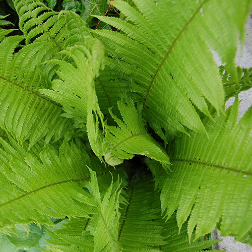 Fern Nativ