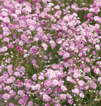 Gypsophilia Pink