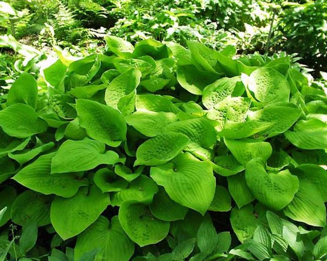 Hosta August Moon