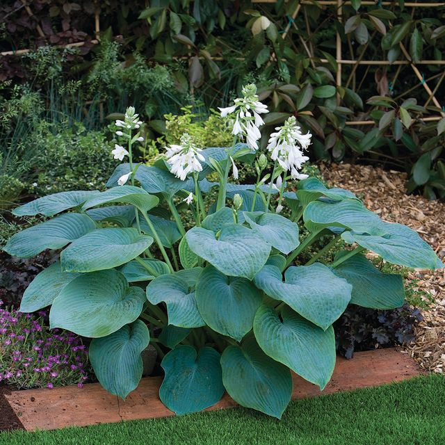 Hosta Bressingham Blue 1