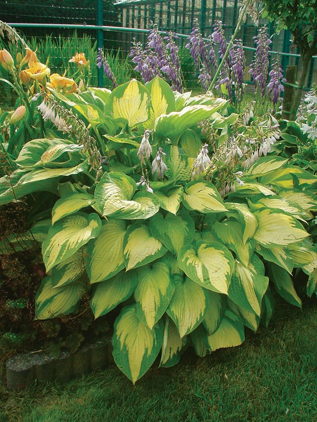 Hosta Paul's Glory