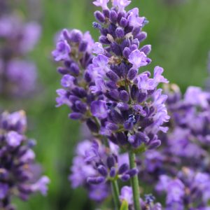 Lavandula Superblue