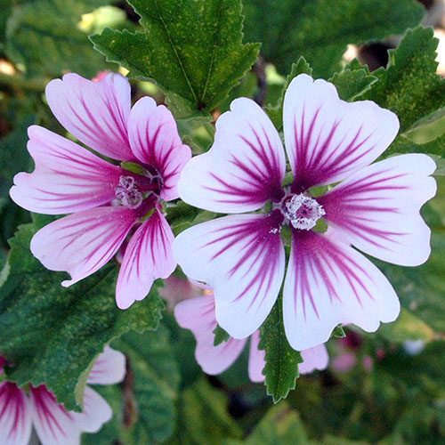 Malva Zebrina