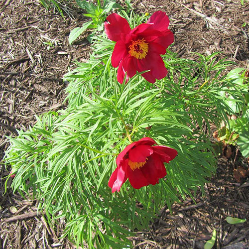 Peony Chinese