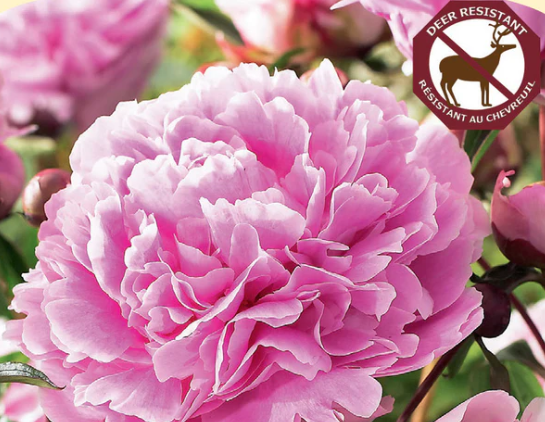 Peony Pink