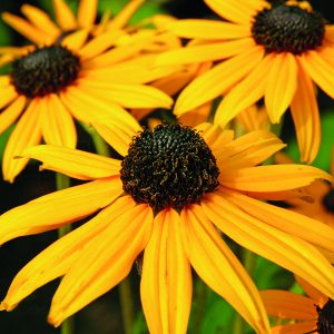 Rudbeckia Goldsturm