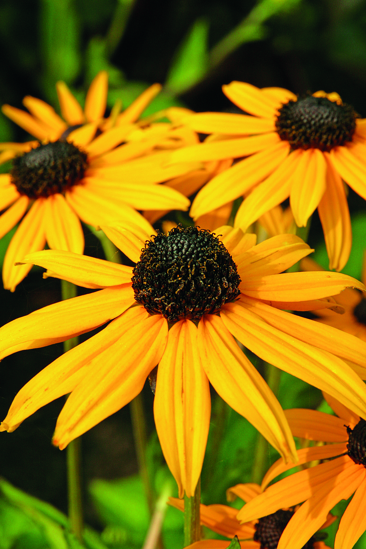 Rudbeckia Goldsturm