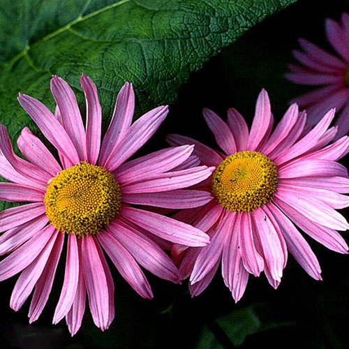 Tanacetum Robinson's Pink