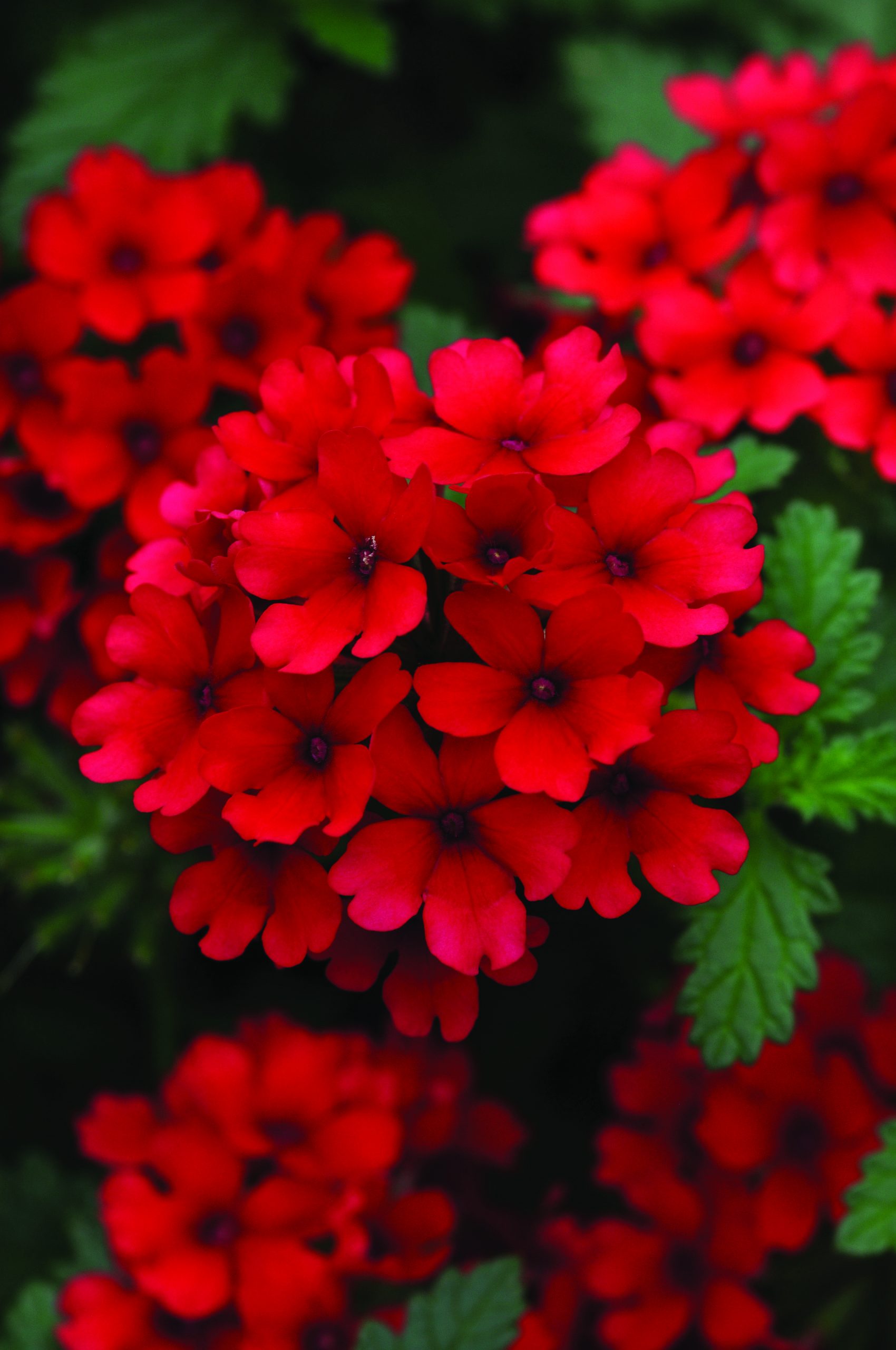 Lascar Dark Red