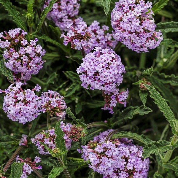 Verbena Meteor Shower
