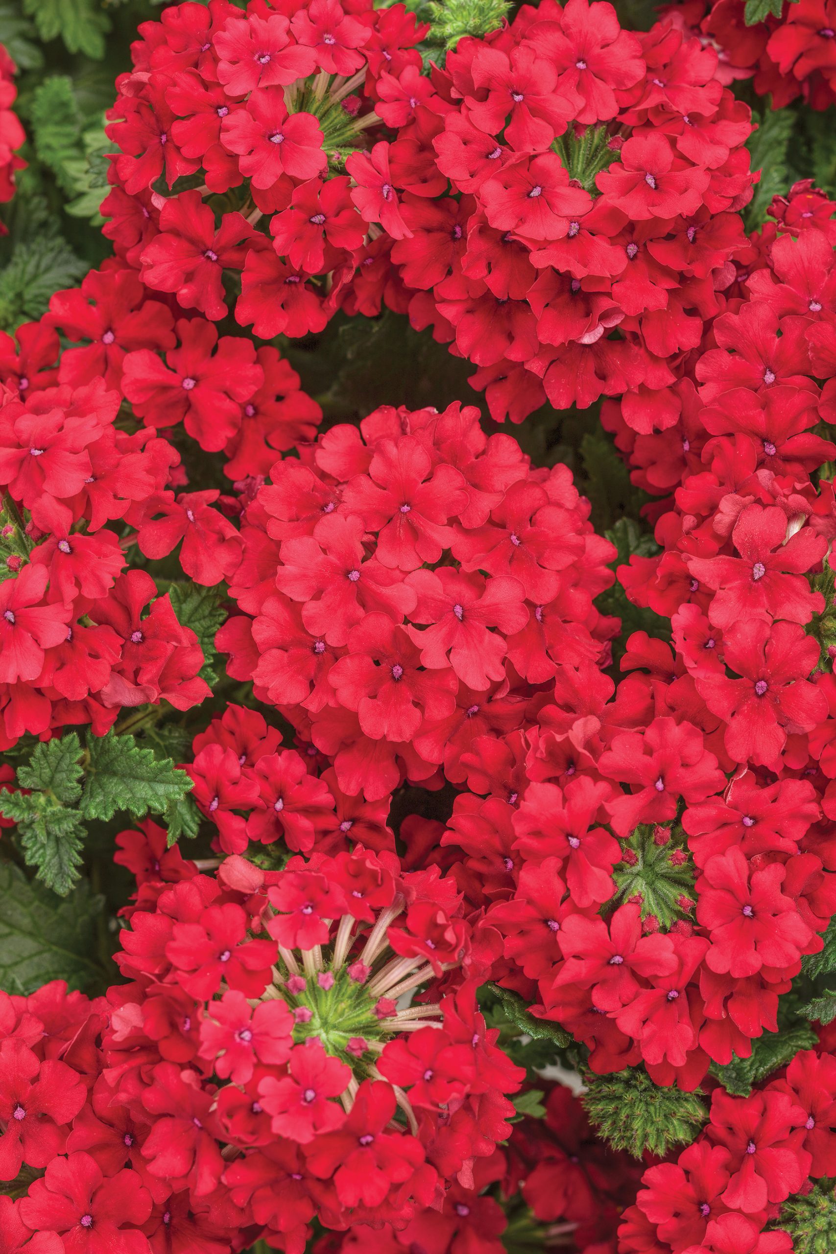 Superbena Red