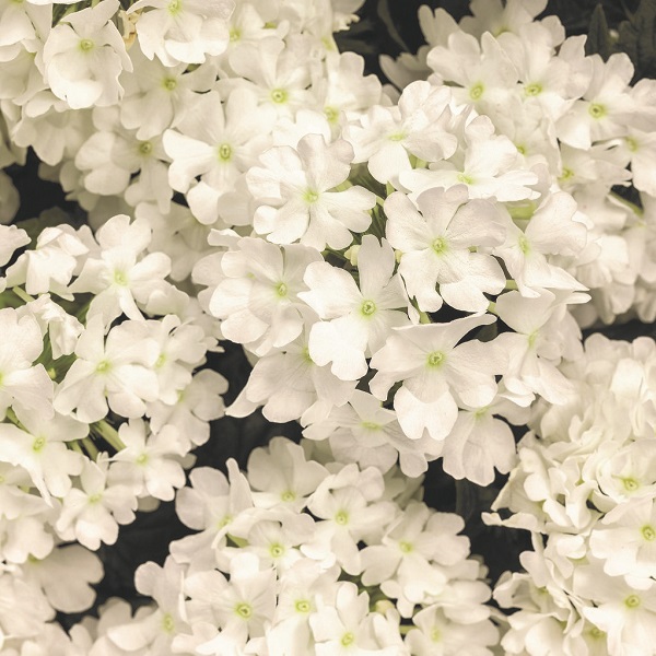 Verbena Superbena Whiteout