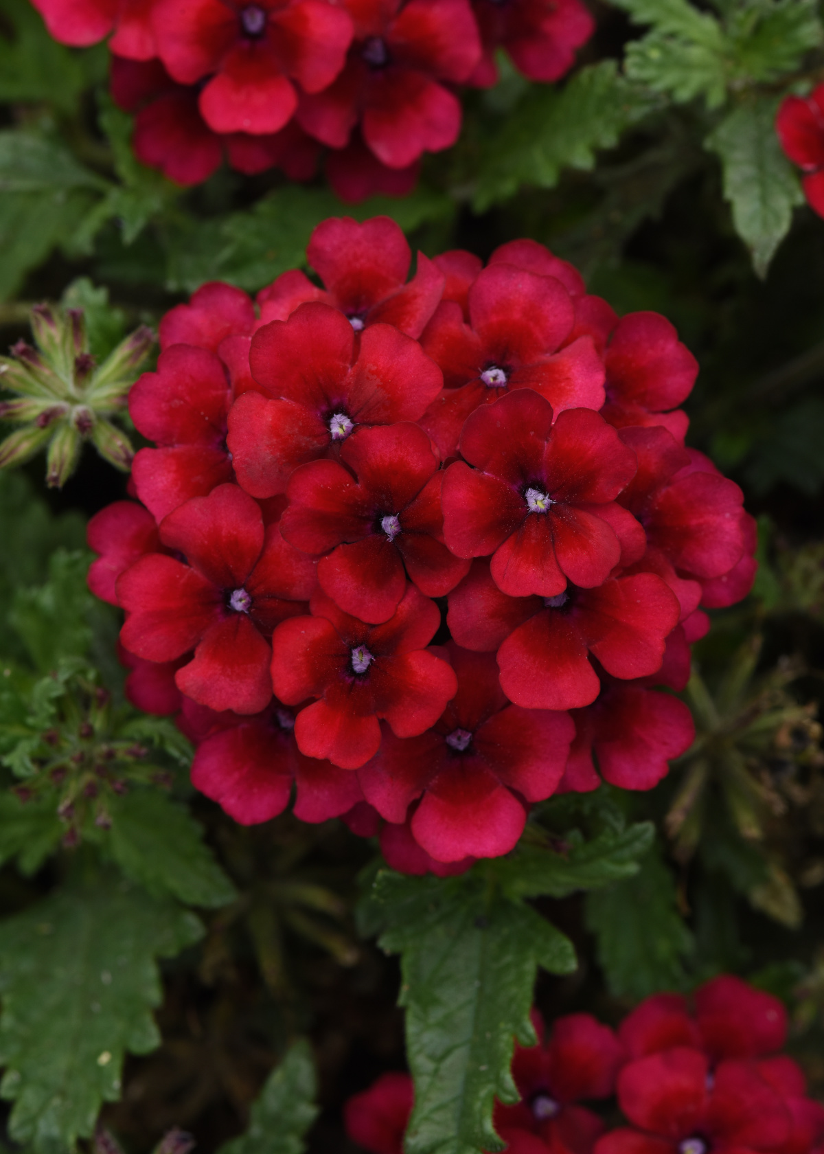 Verbena Vegetative Lascar Vampire Bloom