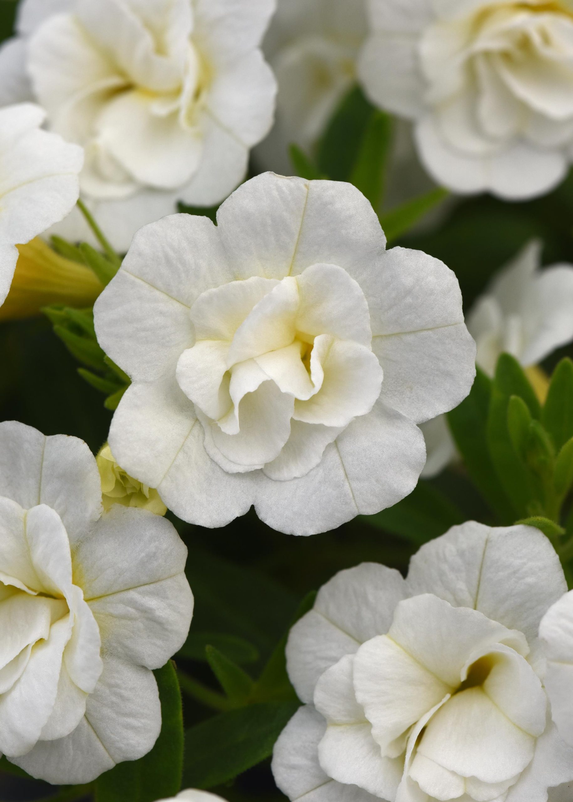 Cali Mf Neo Dbl White