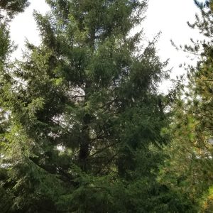 Spruce Norway Northern Splendor