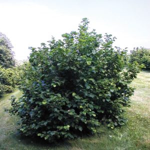 American Hazelnut