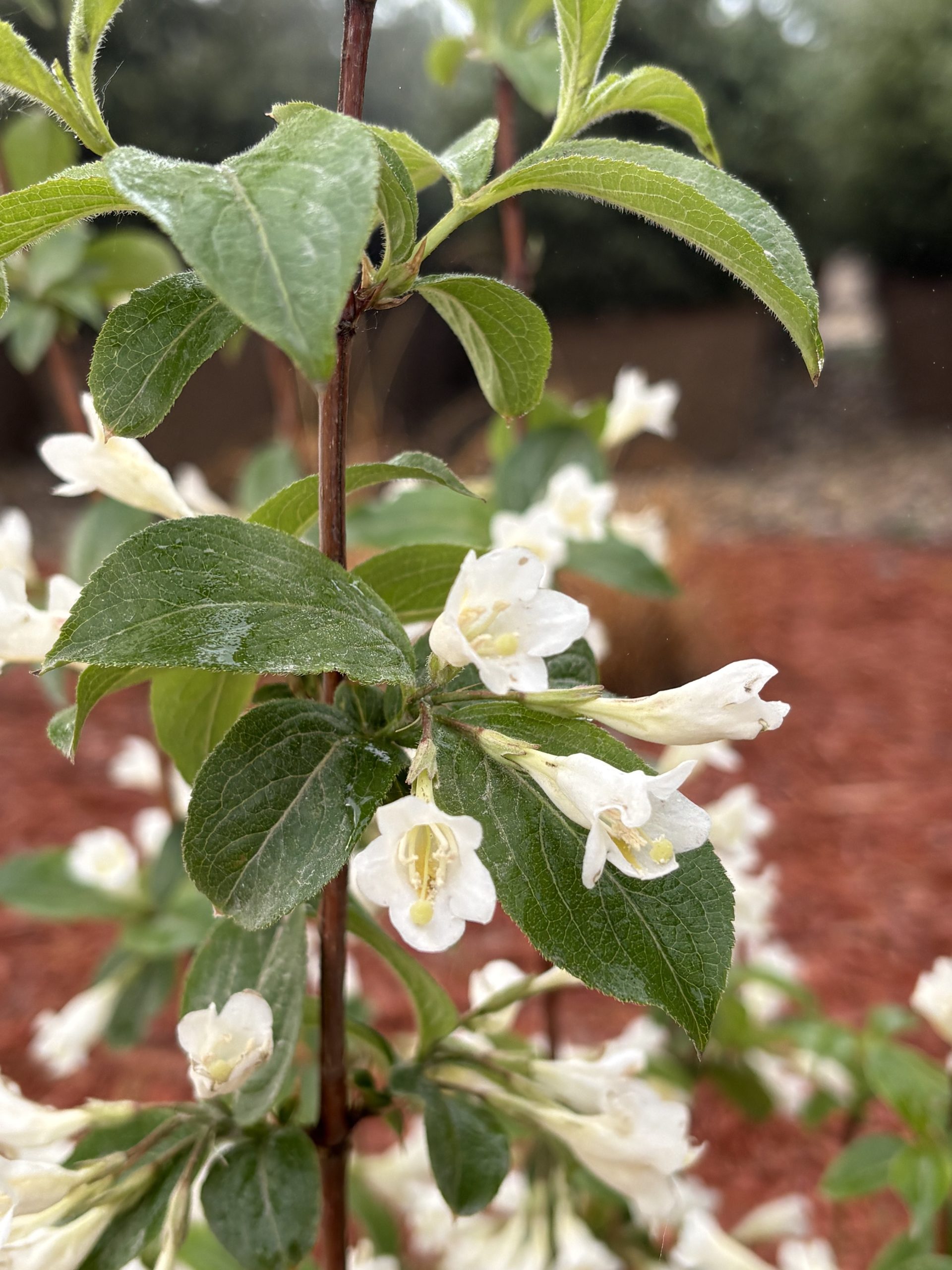 April Snow Weigela Bloom