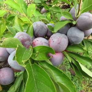Cheeky Plum (4) (1)