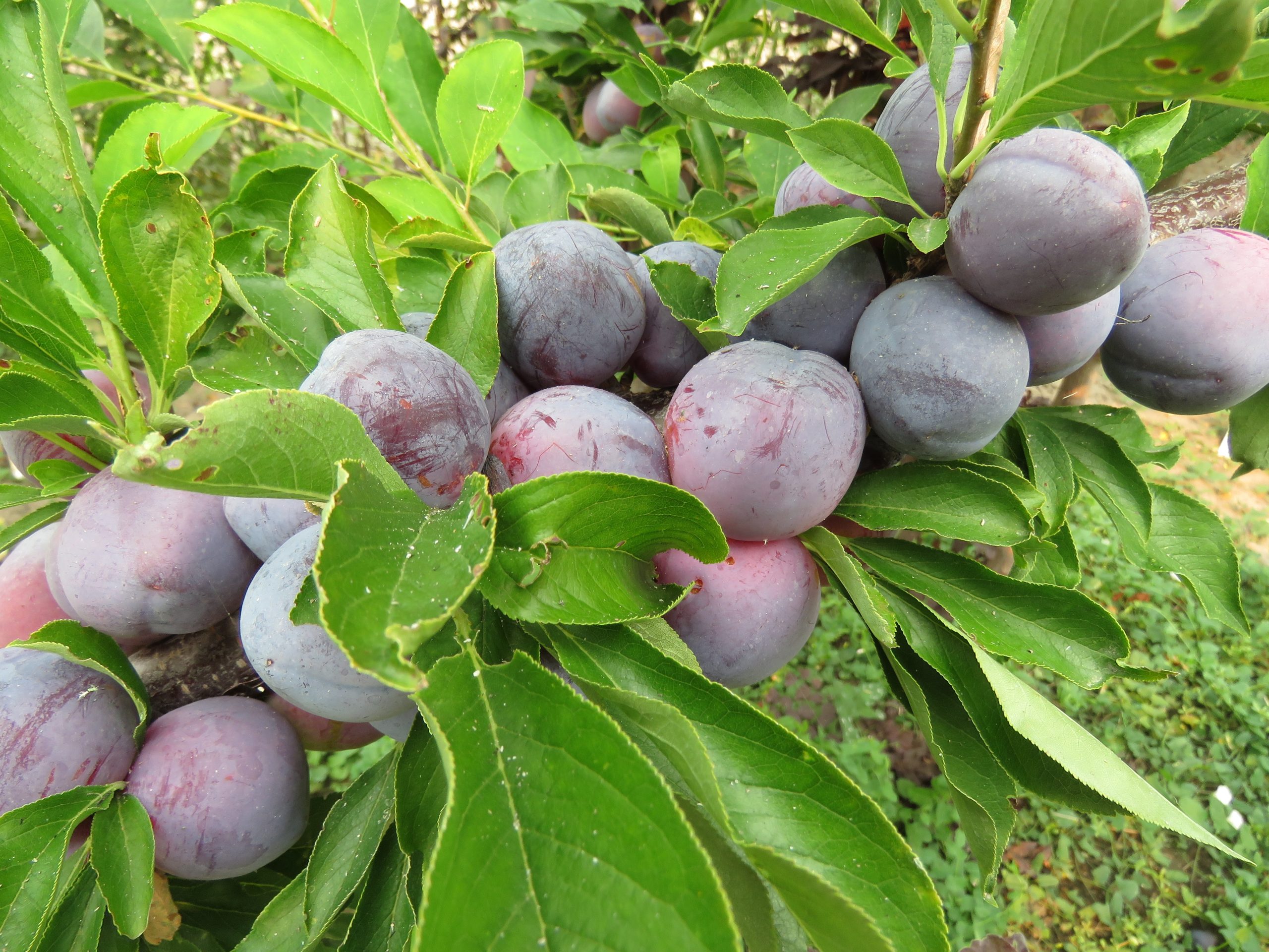 Cheeky Plum (4) (1)