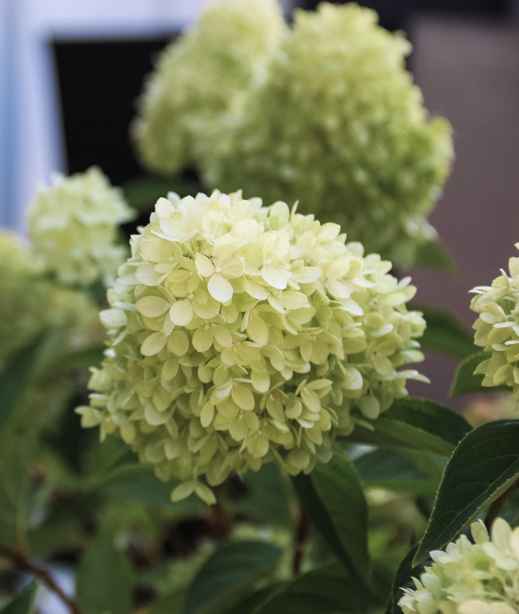 Dragon Baby Hydrangea (early Bloom)