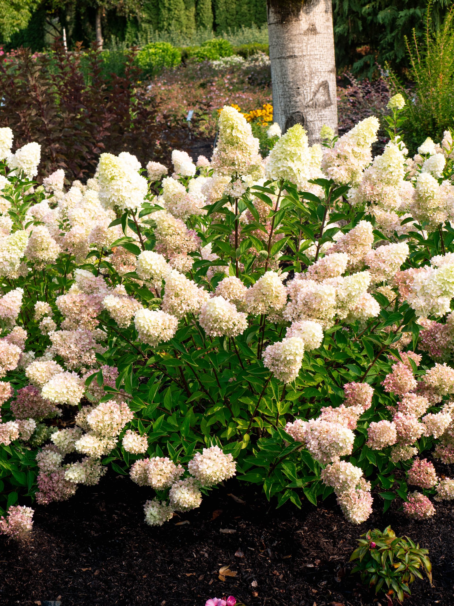 Dragon Baby Hydrangea (established)