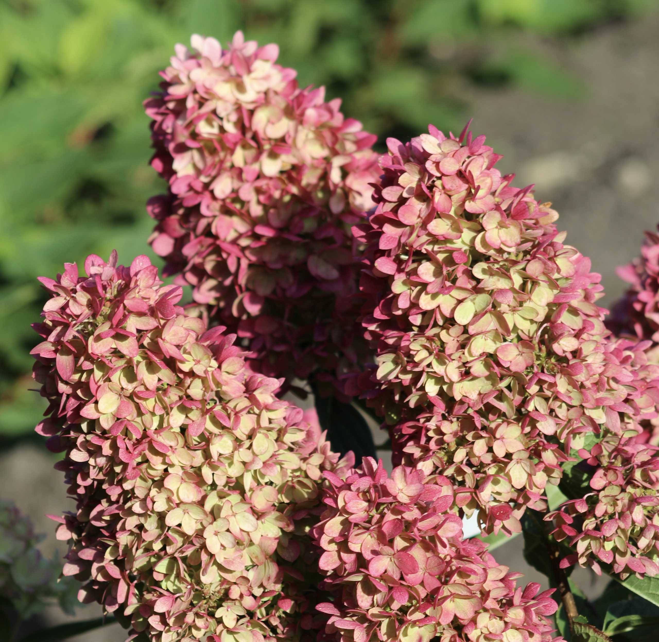 Dragon Baby Hydrangea (later Bloom)