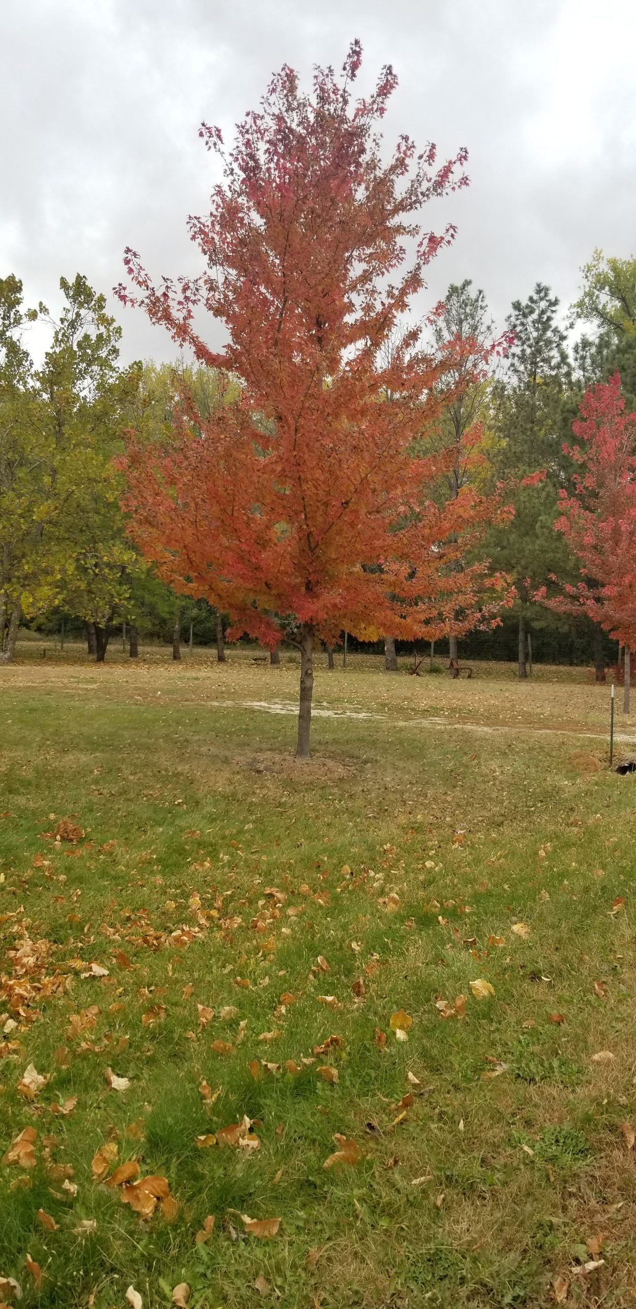 Firefall Maple