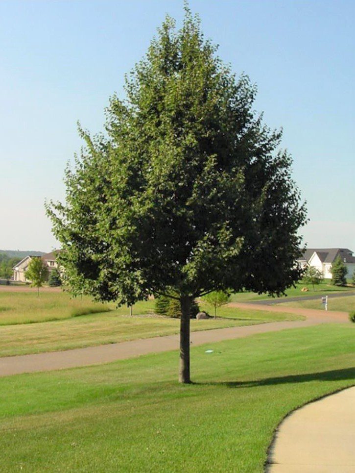 Greenspire Linden