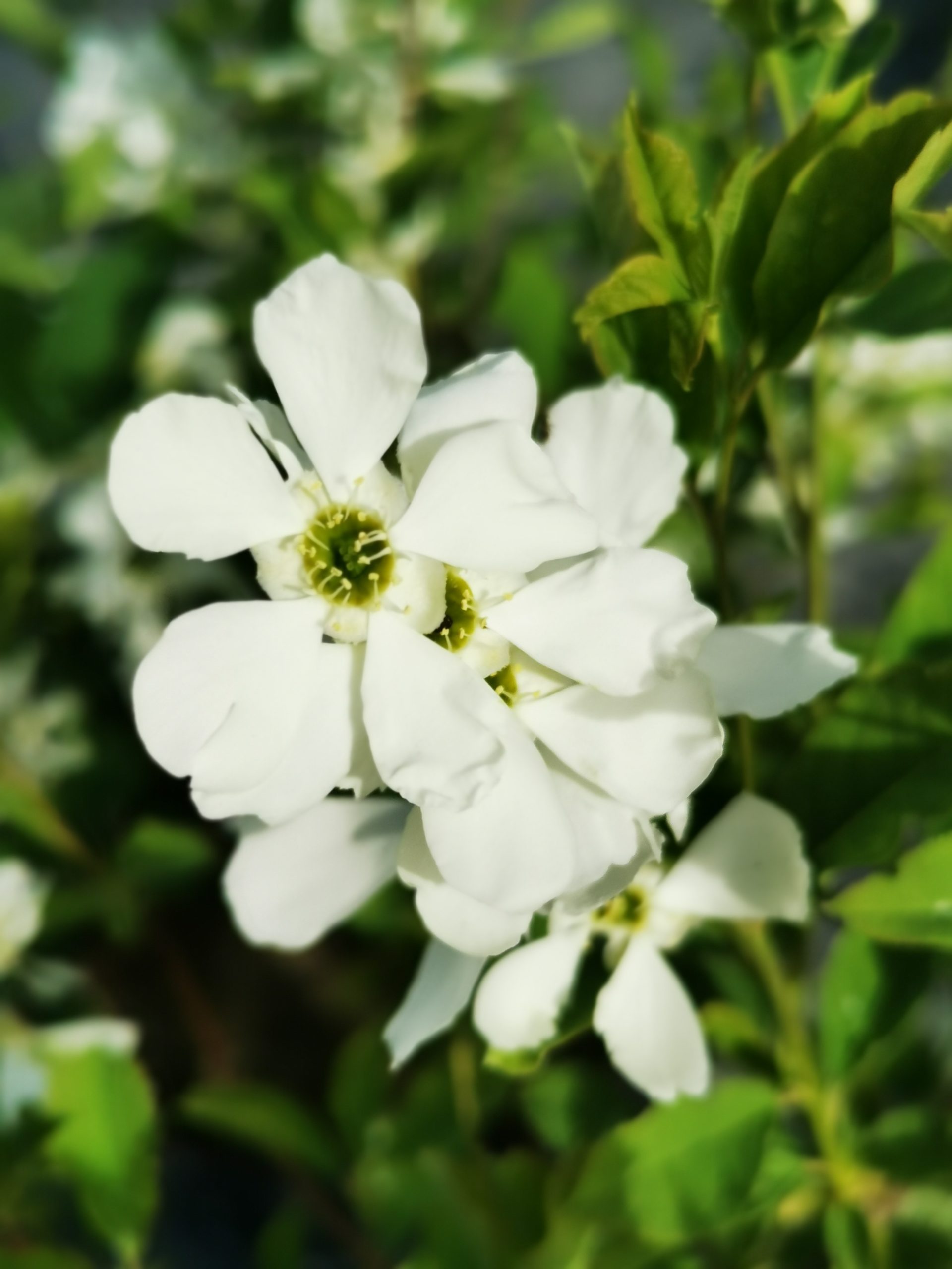 Lotus Moon Pearlbush (bloom)