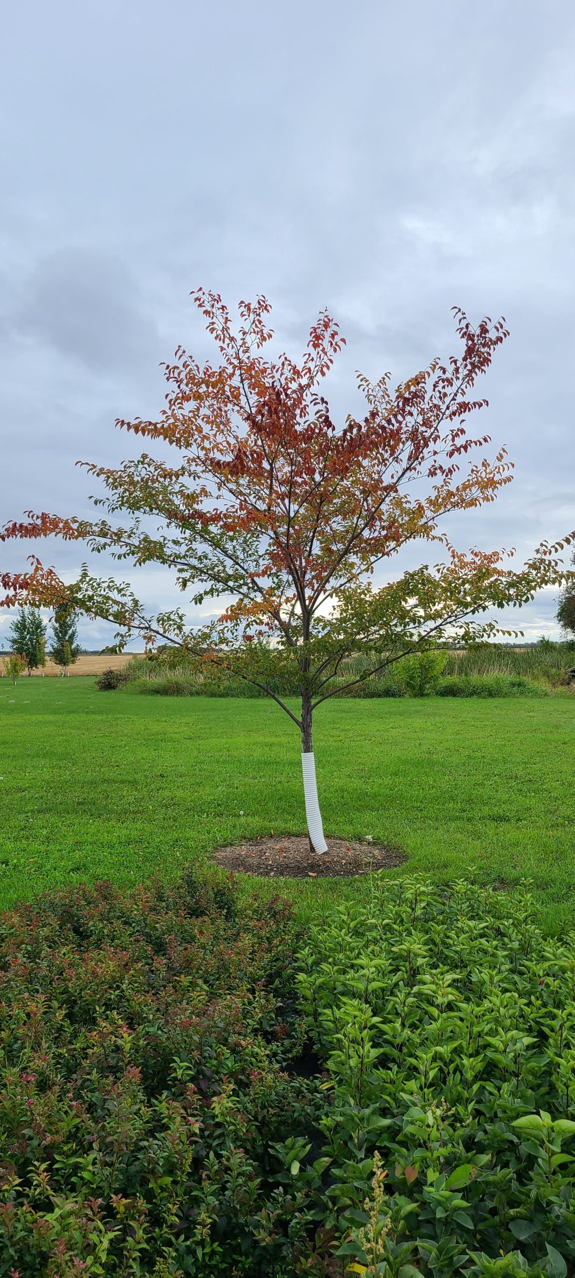 Night Rider Elm Established Early Fall Colour