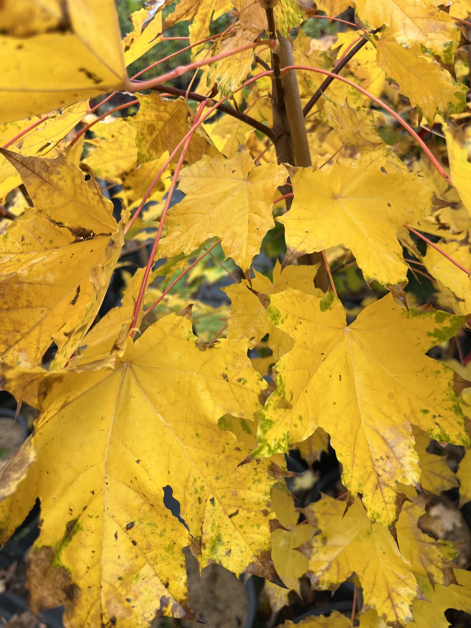 Norway Maple