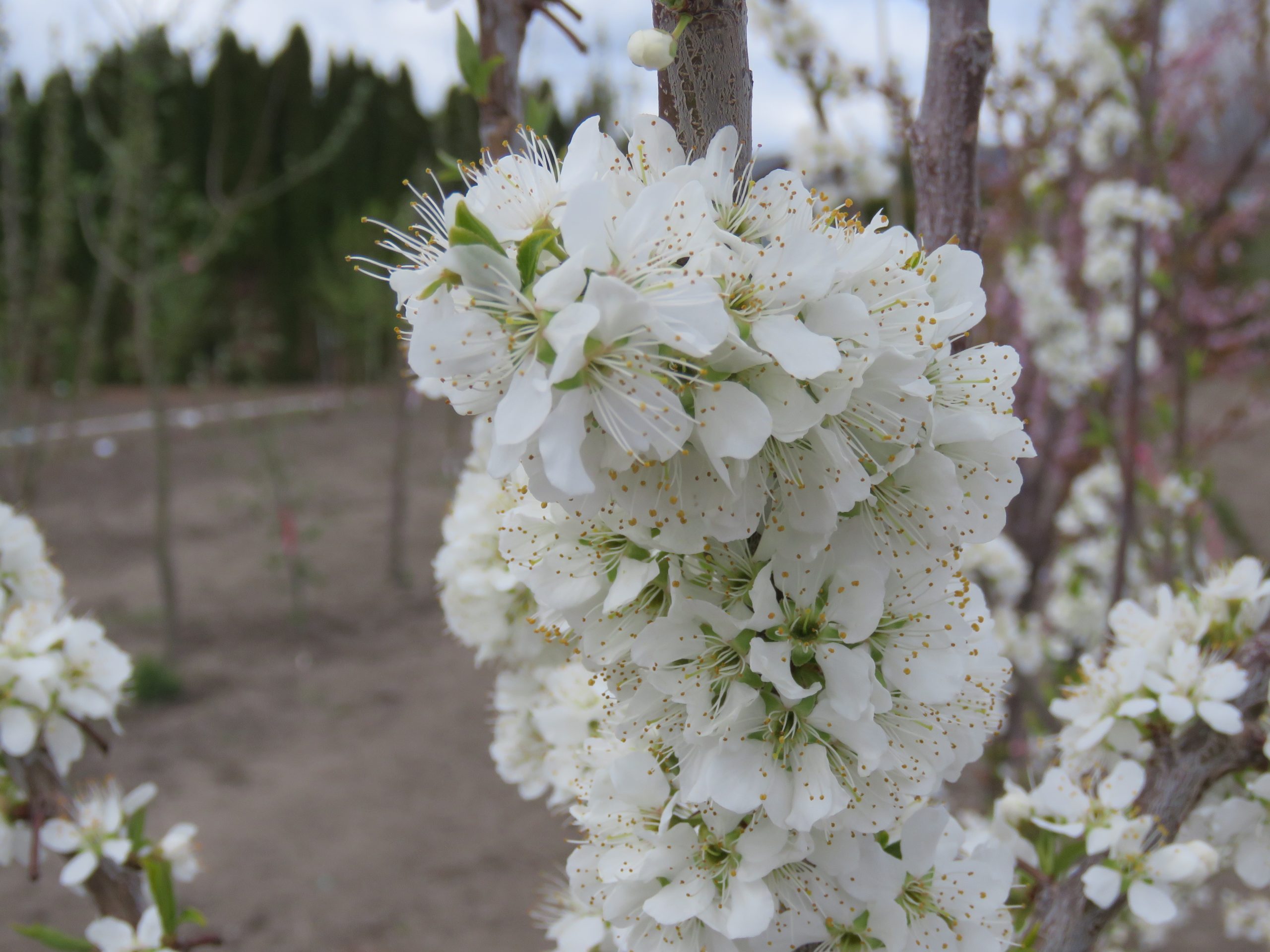 Plum Cheeky Flowers