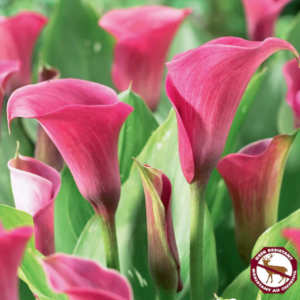 Calla Captain Romance