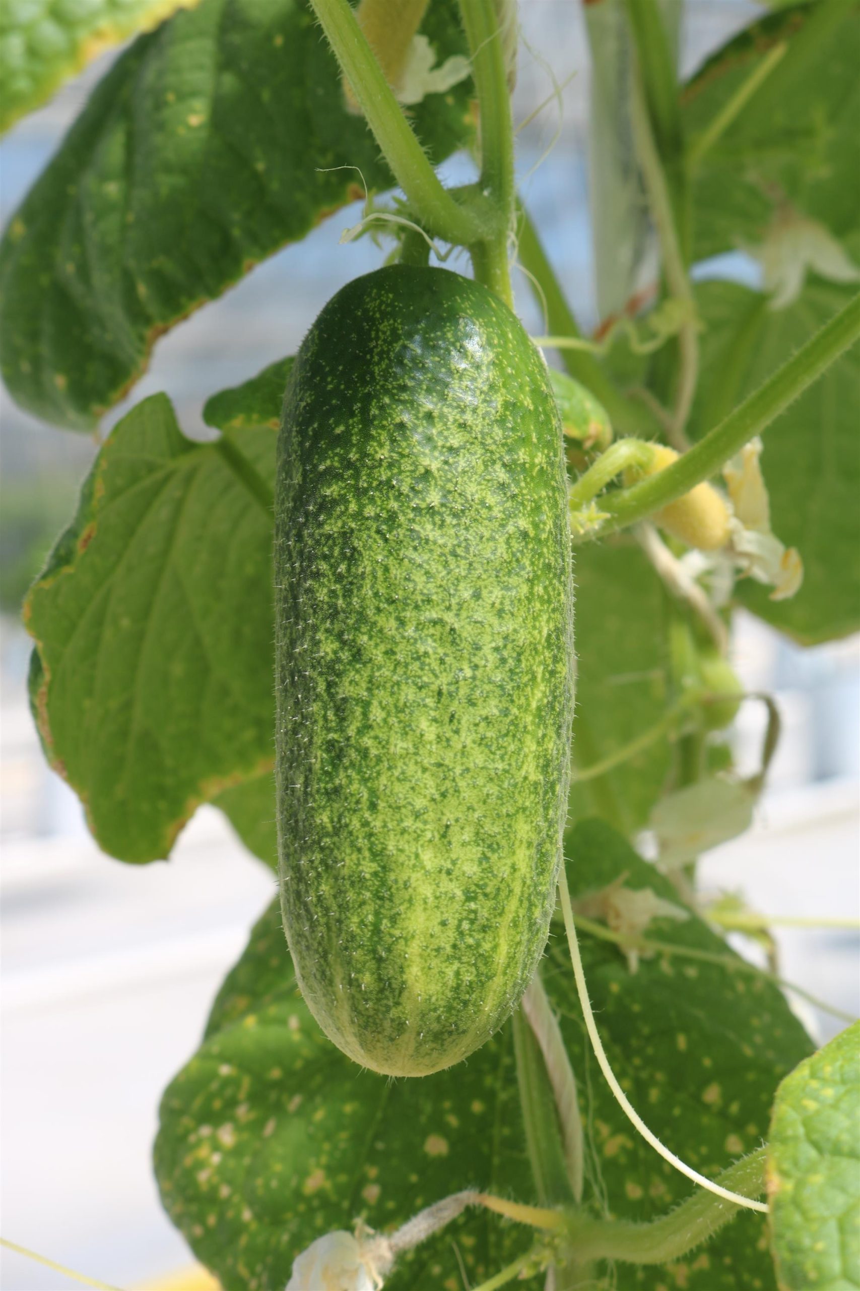 Cucumber Corentine