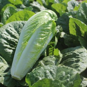 Lettuce Romaine