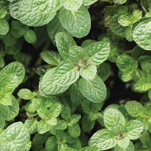 Mint Apple