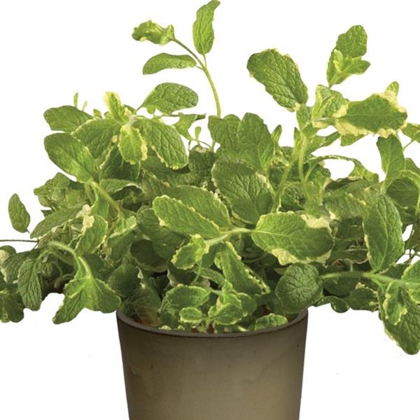 Mint Pineapple
