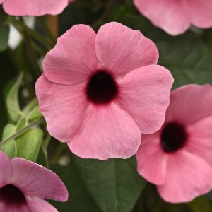 Thunbergia Sunny Rose Sensation