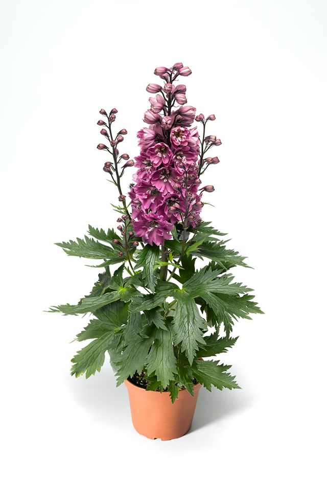 Delphinium Delphina Rose White Bee 2